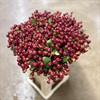 HYPERICUM BRUN/RÖD MAG. CHERRY 60 CM